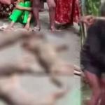 ৭ শিয়াল রান্না করে রুটি দিয়ে খেল বরিশালের বাসিন্দারা! - Chief TV